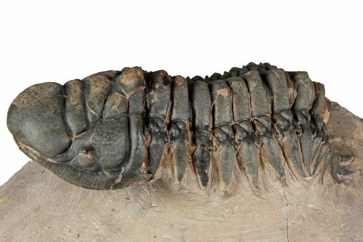 Crotalocephalina Trilobite - Lghaft, Morocco #359405